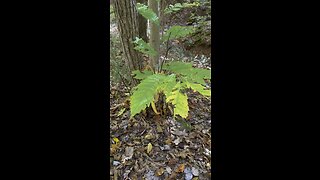 American chestnut