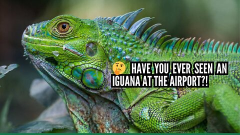 🤔 Have you ever seen an iguana at the airport?! 😱 Find out what this one is