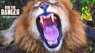 Lion Kings: Maridadi And Kaka | Maasai Mara Safari Sighting | Zebra Plains