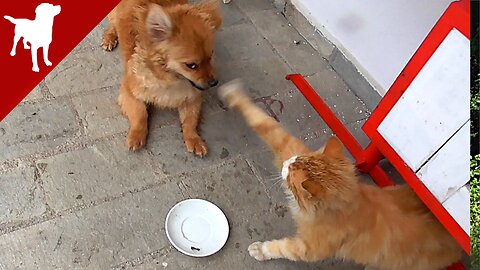 My cats doesn't want the dog's friendship - Compilation - Kokoni dog dreed