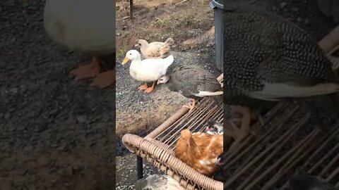 Baby guinea fowl thinks she’s a chicken