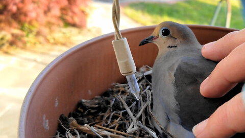 🕊 Petting the Back Porch Mourning Dove