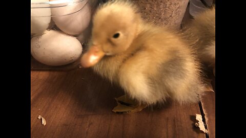 Fly hunting ducklings