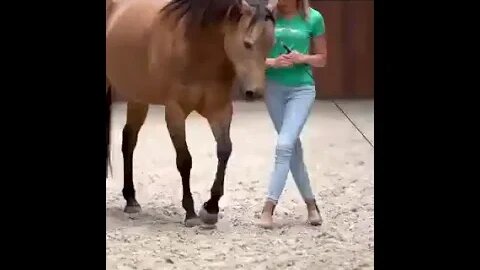 Best dancing couple🐴💃 #shorts #horse #horselover #tiktok