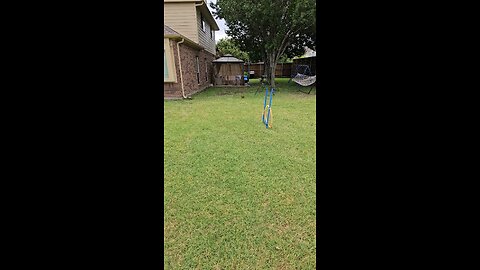 Flying practice for a #duck and her banana #cuteanimals