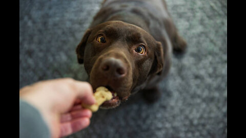 Could That Be It? Mystery Illness Causing Dogs to Vomit, Get Diarrhoea Explained