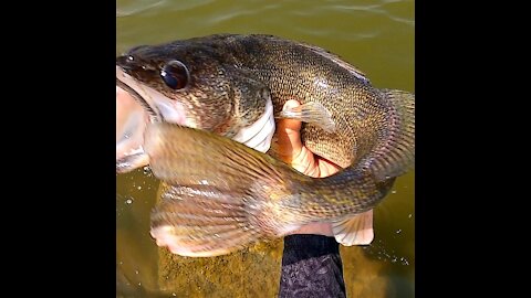 Tomky Fish Farms Fishing (8-8-2021)