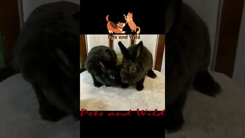 Funny Animals - Cute and Funny Animals Reaction Videos Compilation #179 | Pets and Wild #rabbits
