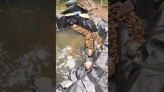 Step 6 forming shelving with rocks.