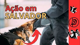 Ação em Salvador! Cachorro em ação!