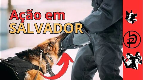 Ação em Salvador! Cachorro em ação!