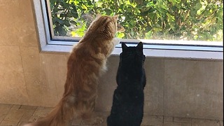 Two Cats Enjoy Squirrel Close Encounter with Twitching Tails