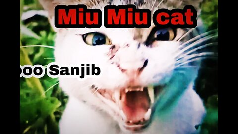 Miu Miu cat.