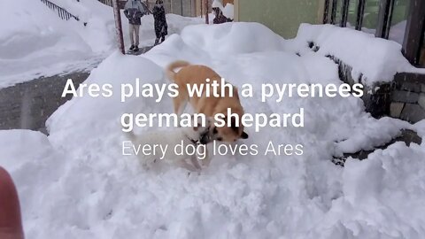 Ares and a Pyrenees German sheperd