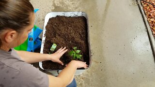 Storm Planting in Page Arizona