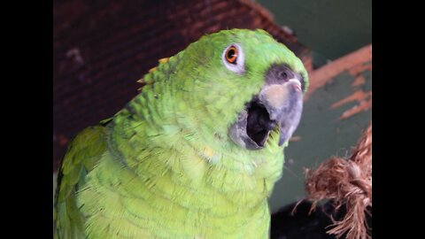 parrot is playing with water Indian Parrot