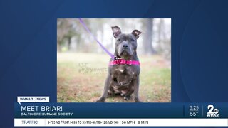 Briar the dog is up for adoption at the Baltimore Humane Society
