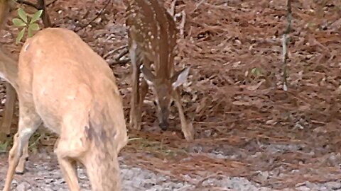 Closer view of Deer family in my yard