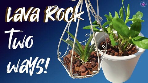 Lava Rock for Orchids 2 different ways | Wet / Dry / Self watering set up #Tolumnias #Dendrobiums