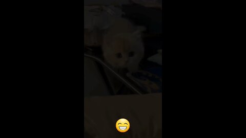 Cute cat videos