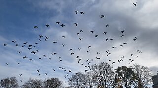 Birds flying in group