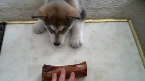 Alaskan Malamute puppy baffled by his first bone