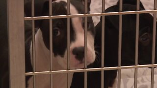 Nationwide pet adoption event comes to Boise