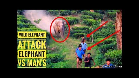 WILD ELEPHANT ATTACK😢👊 ELEPHANT🆚 MAN'S#assam#animals#elephant#viral#video#wild