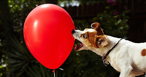 Video of Dogs with Balloons