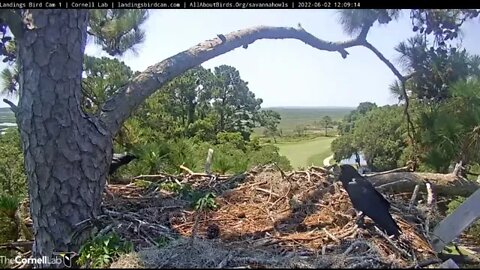Savannah Nest-Fish Crows-Something to Say-Cam One 🦉 6/2/22 12:08