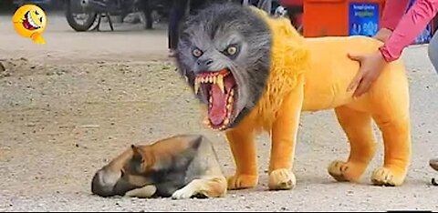 Troll Prank Dog Funny & fake Lion and Fake Tiger Prank To dog & Huge Box Prank to dog