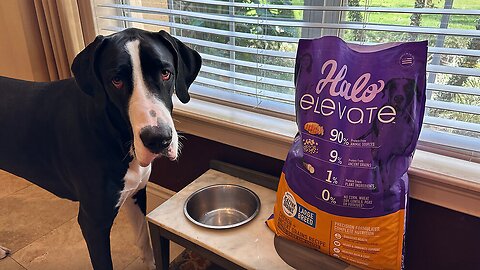 Great Dane Enjoys Breakfast With Brother On The Dog Food Bag
