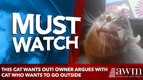 This cat wants out! Owner argues with cat who wants to go outside