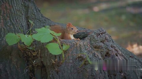 Squirrel's day