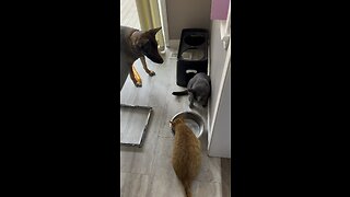 Belgian Malinois vs Cat at the Water Dish