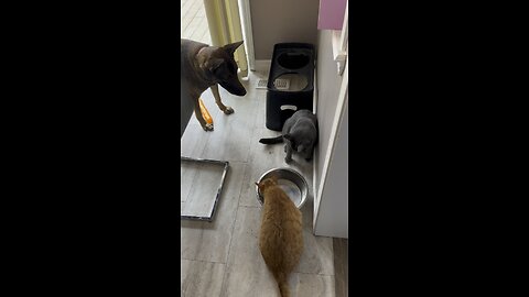 Belgian Malinois vs Cat at the Water Dish