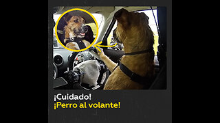 Perros aprenden a conducir en Nueva Zelanda