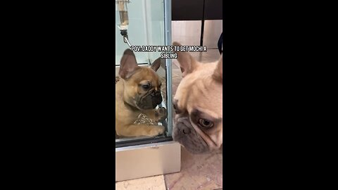Seeing Another Dog For Sale is Sad | Mochi The French Bulldog