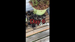 Day 6 of our deck gardening