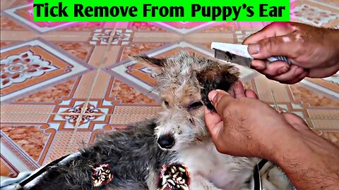 How To Remove Big Tick From Puppy's Ear