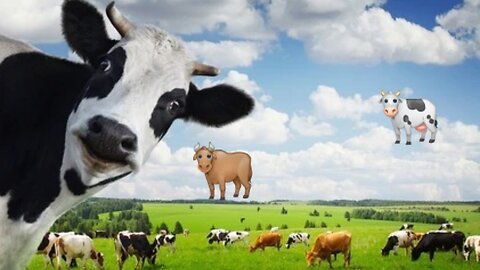 Dancing Cows