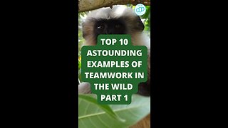 Top 10 Astounding Examples of Teamwork in the Wild Part 1