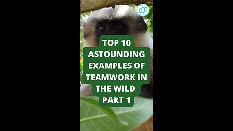 Top 10 Astounding Examples of Teamwork in the Wild Part 1