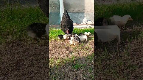 hamari hen aur is k chicks & hamrym Pigeon #pigeons #hen #petvlog #chicken #Chicks @villageincity99