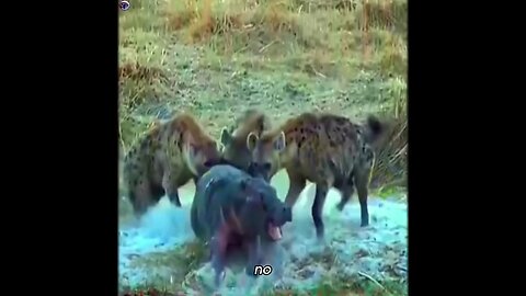 Hyaenas v/s Hippo baby