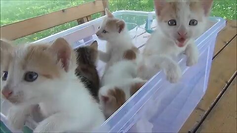 #kittens meowing too much cuteness all talking ...