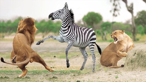 A group of lions attack a zebra