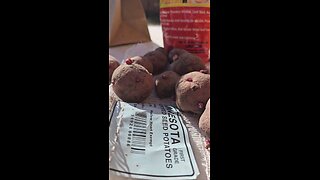 Dusting & Drying Seed Potatoes Before Planting in the Cold Wet Dirt