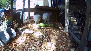 Silkie chicks eating Curly Dock