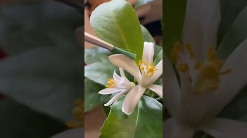 Indoor pollination of a Myers Lemon 🍋 Gardening Tip 🍋
